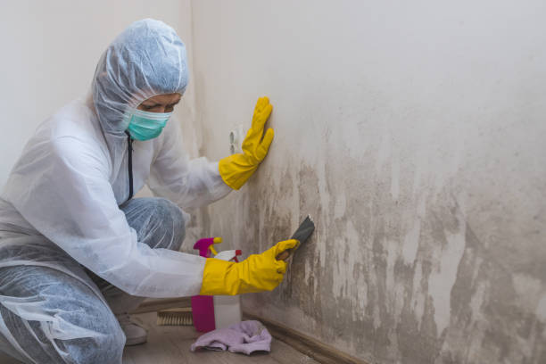 Best Basement Mold Remediation in Elba, AL