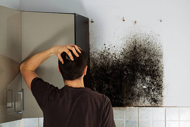 Best Post-Flood Mold Remediation in Elba, AL