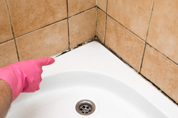 Best Residential Mold Remediation in Elba, AL